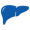 liver-organ